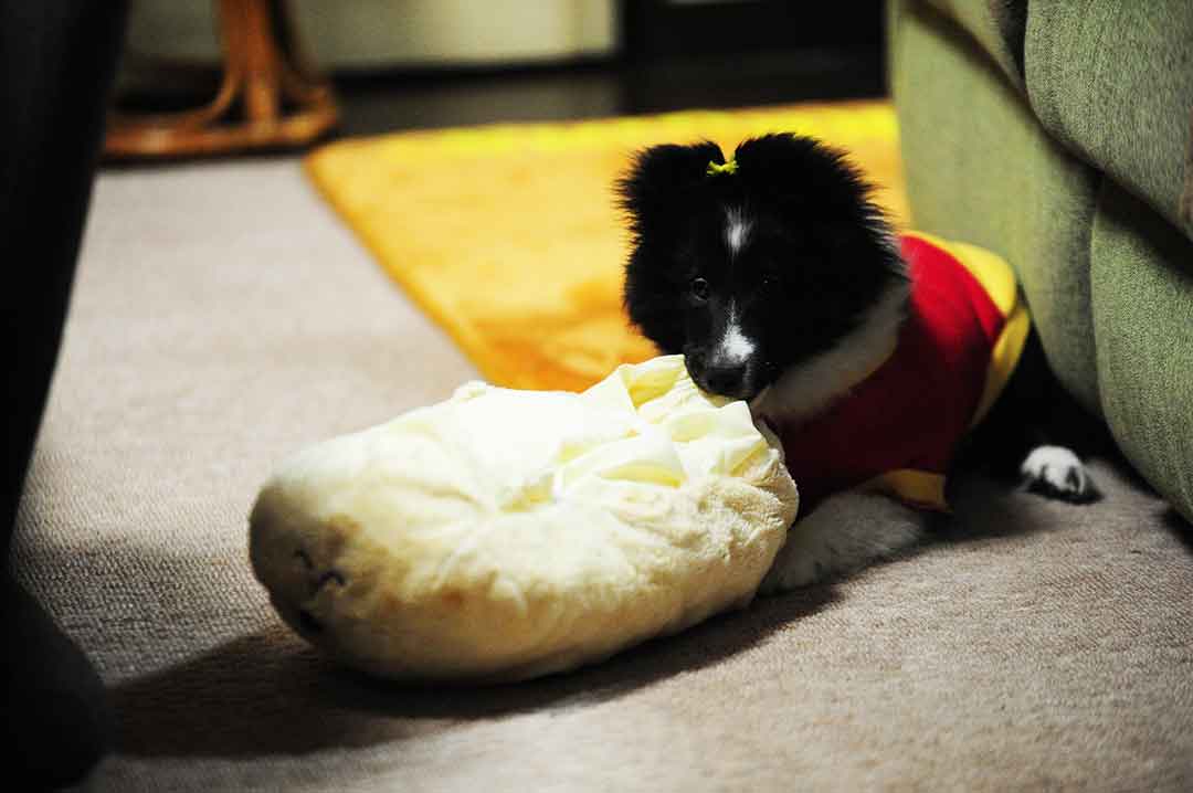 bored dog chewing on pillow