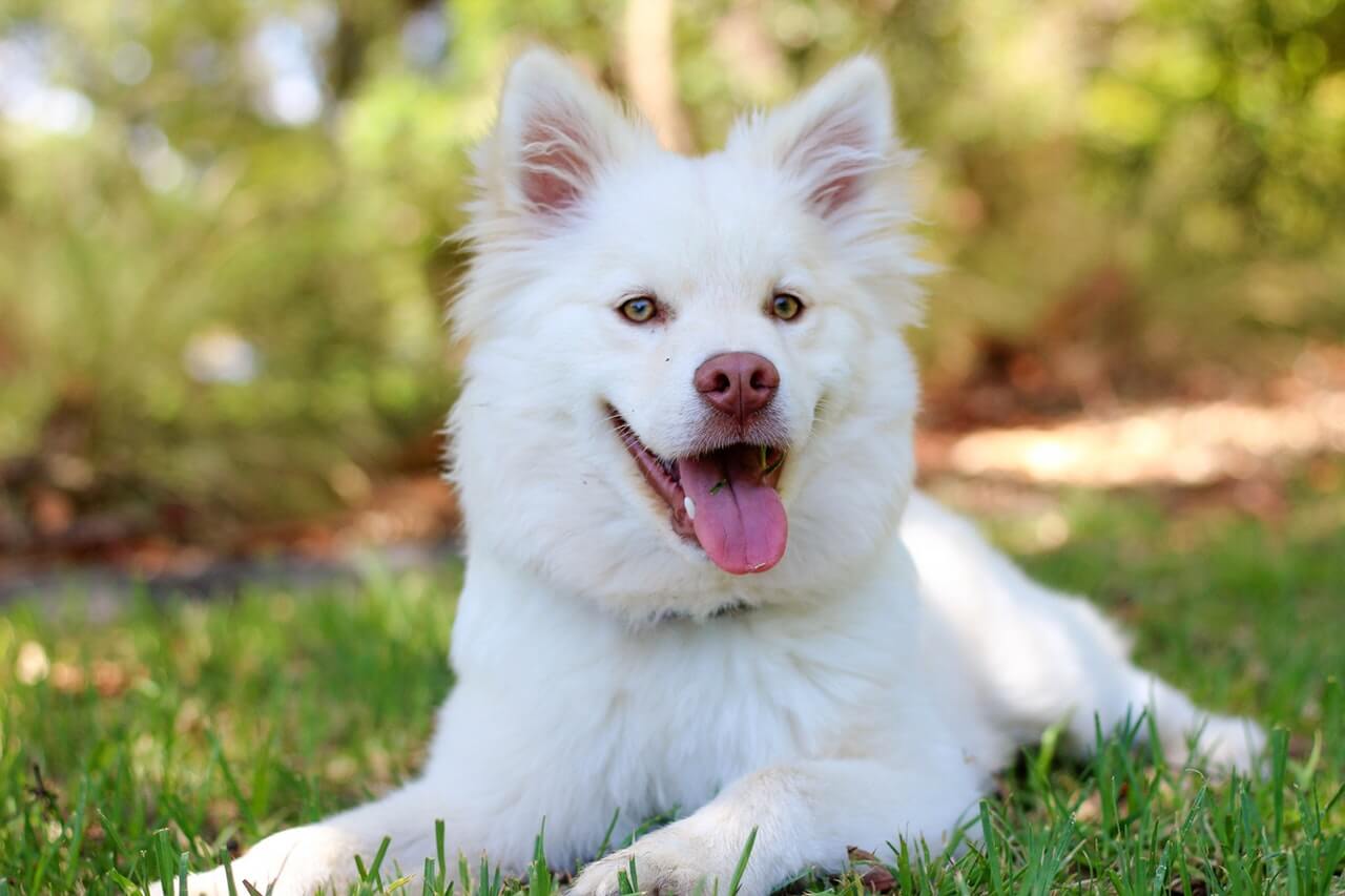 White dog outside