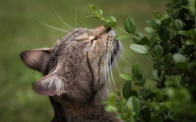 Herbs and Pets: Don’t Put Your Pet’s Health at Risk