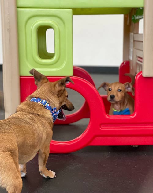 two dogs playing at doggy day care