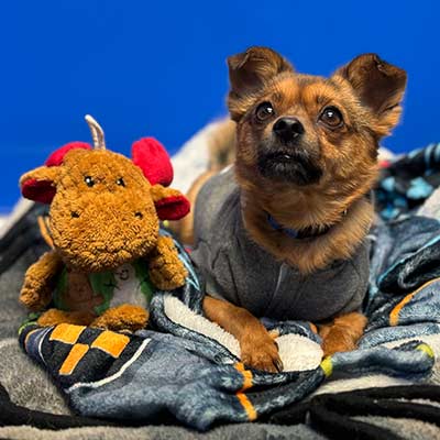 A dog with a teddy bear